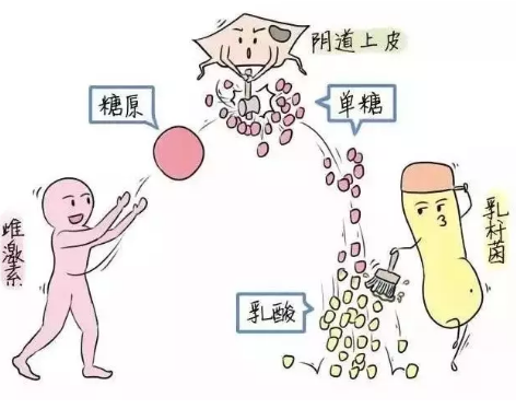 微生态蜜桃视频黄网站厂家教您如何观察分泌物样本性状