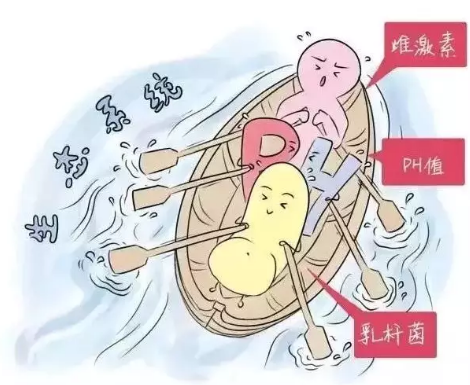 阴道微生态蜜桃视频在线观看免费厂家解析女性阴道分泌物的奥妙