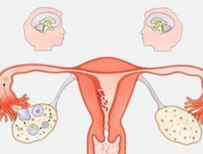 阴道分泌物蜜桃视频在线观看免费器厂家分析女人排卵的感觉