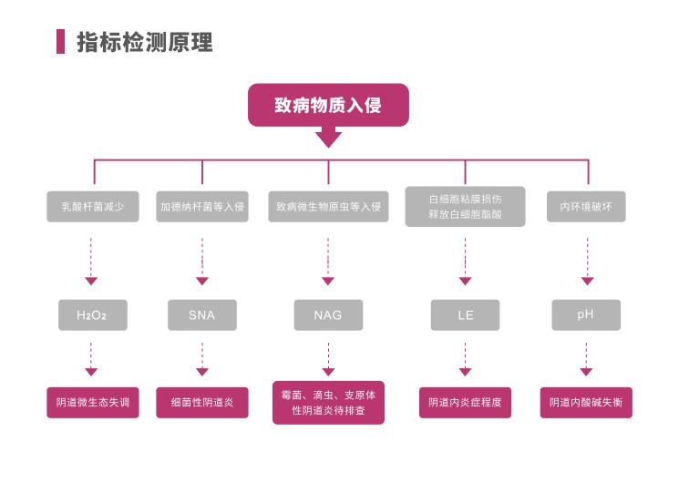 全自动阴道炎蜜桃视频在线观看免费LTS-V400指标检测原理