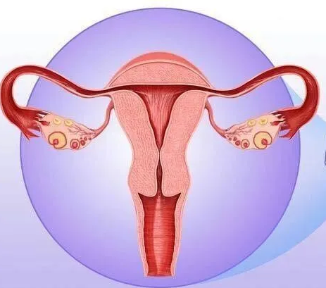 妇科阴道炎蜜桃视频在线观看免费器厂家提醒女性坚持泡水喝，消炎灭菌，远离妇科炎症